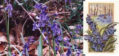 Англия и вышивка. Колокольчики.