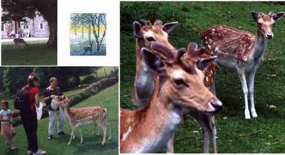 Англия и вышивка. Олени.